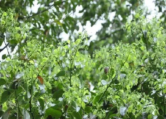植物种类|樟树是什么树 产地分布在哪些地方