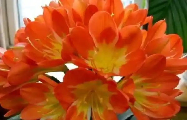 养殖科普|属鸡的养什么花好 家中养什么花运气好又旺财