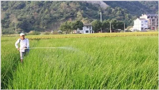 荸荠的田间管理要点 | 农业科普
