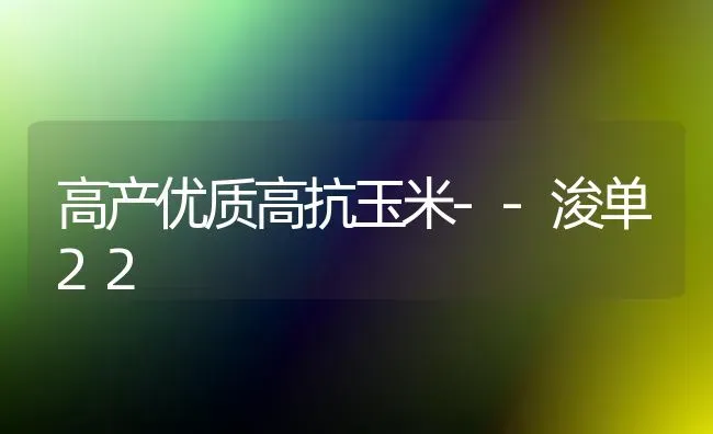 高产优质高抗玉米--浚单22 | 粮油作物种植