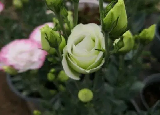 花语|不同颜色洋桔梗花语