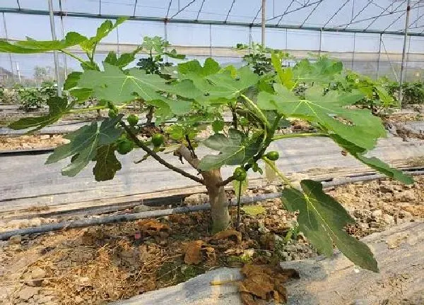 植物移栽|无花果什么时候移栽最好