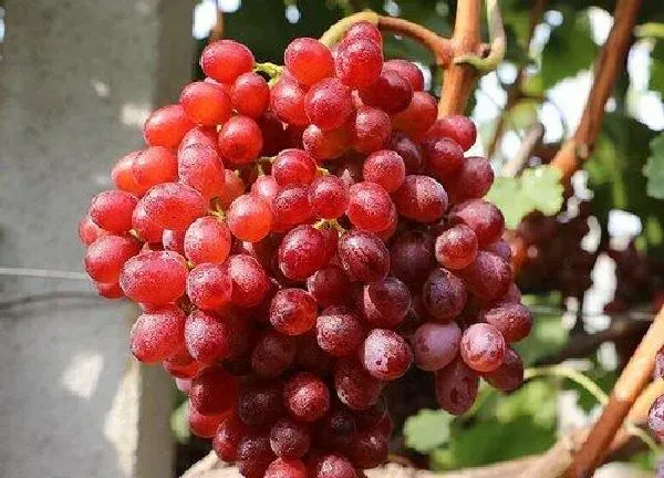 植物浇水|葡萄几天浇一次水 春夏秋冬各不同