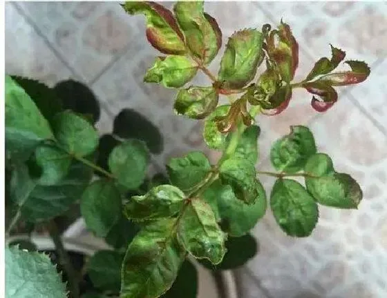 植物虫害|月季花长虫子怎么办 病虫害治理方法及妙招