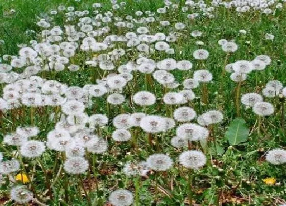 植物施肥|蒲公英施什么肥最好