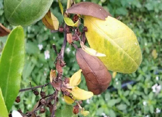 植物虫害|沙糖桔病虫害防治方法与技术措施