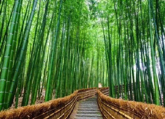 种植位置|家里可以种竹子吗