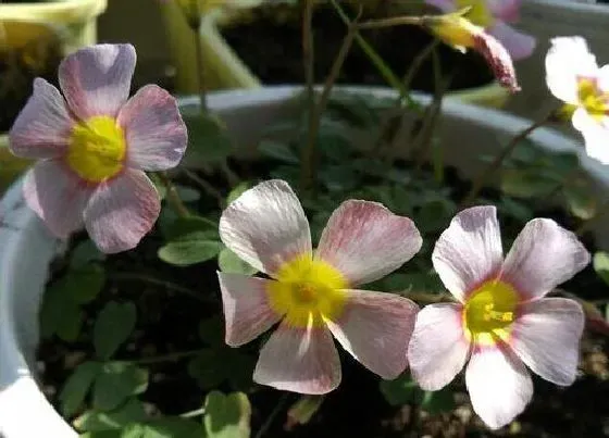 花卉趣闻|酢浆草是花还是草