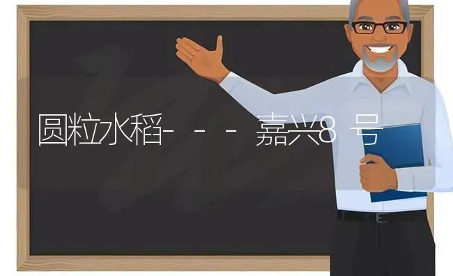 圆粒水稻---嘉兴8号 | 粮油作物种植