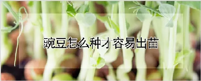 豌豆怎么种才容易出苗 | 自然知识