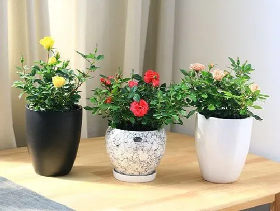 室内摆放|月季花适合在室内养吗