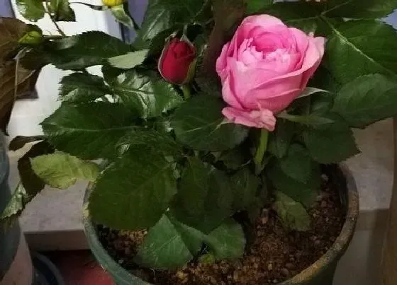 送花|50岁生日送什么花合适