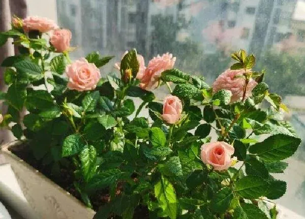 养殖科普|月季花能晒太阳吗