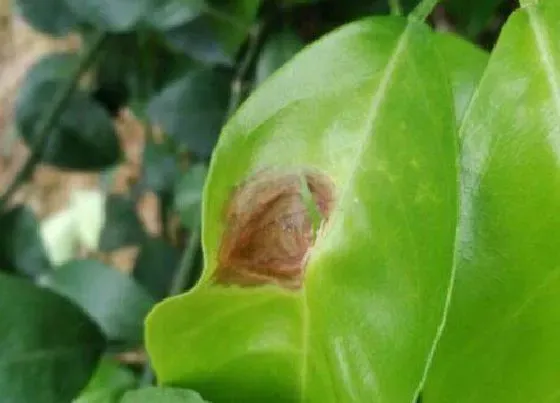植物虫害|沙糖桔病虫害防治方法与技术措施