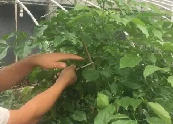 植物修剪|大幸福树怎么修剪方法