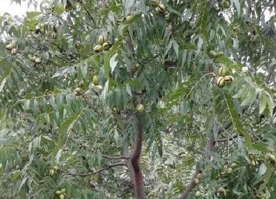 植物种类|核桃树是乔木还是灌木植物