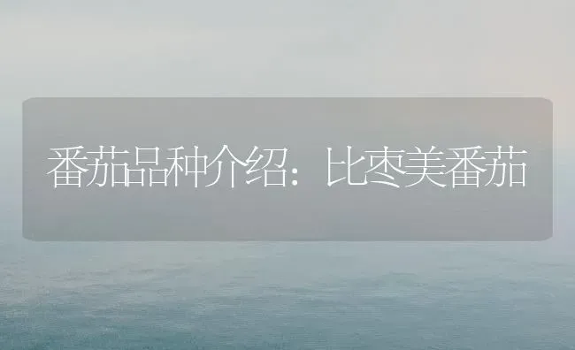 番茄品种介绍：比枣美番茄 | 瓜果种植