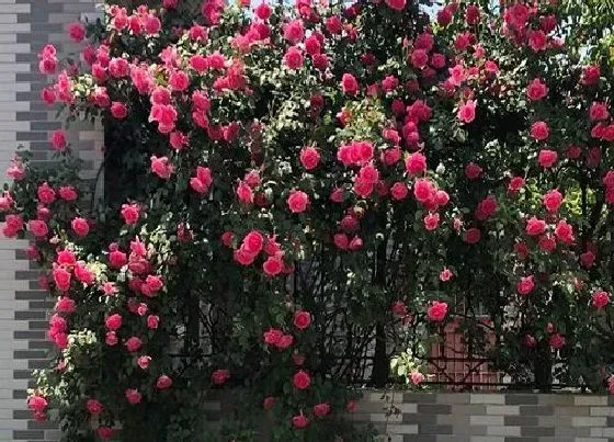 冬天植物|月季花耐寒多少度