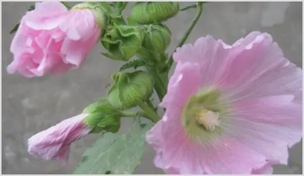 蜀葵盆栽的种植方法 | 农业科普