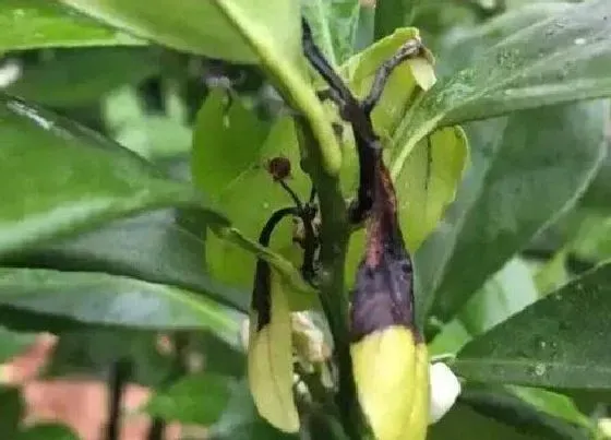 植物虫害|烟草病虫害防治技术与方法措施