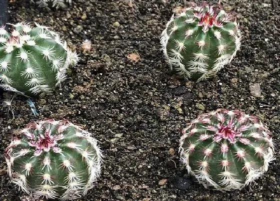 植物百科|仙人掌可以淋雨吗 下雨天可以放外面淋雨吗