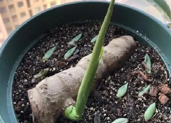 植物育苗|龟背竹老桩催芽方法 催芽技术与步骤