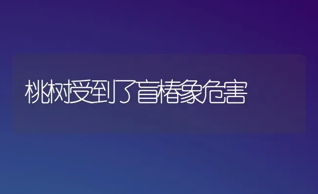 桃树受到了盲椿象危害 | 瓜果种植