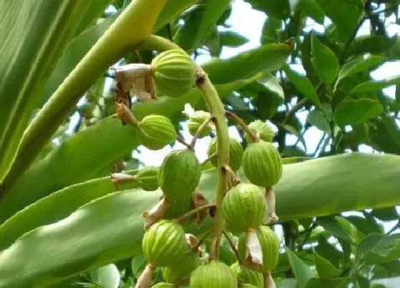种植管理|砂仁的生长周期是多长时间