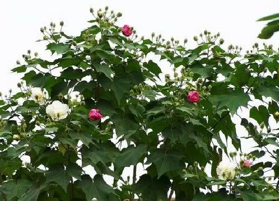 开花时间|芙蓉花一年开几次花