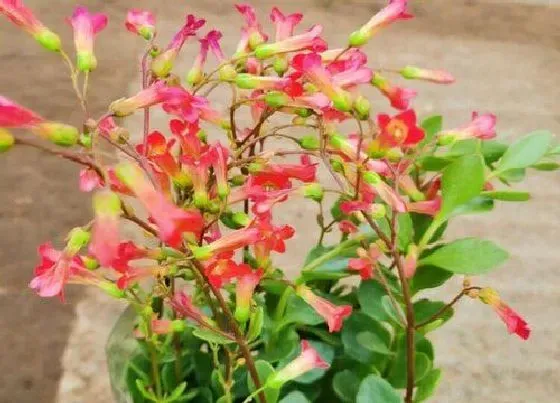 植物百科|灯笼花是几年生植物