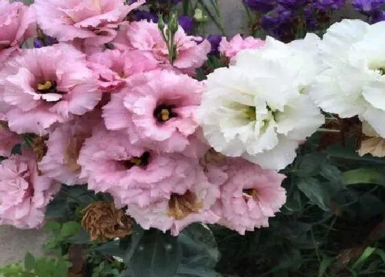 花语|不同颜色洋桔梗花语