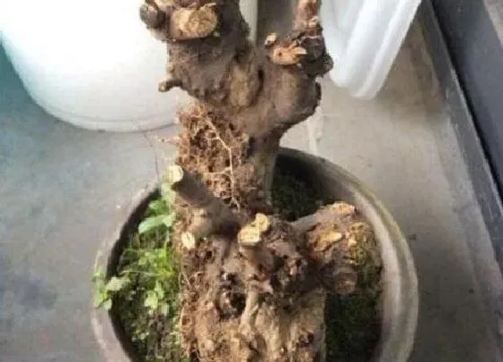 根部|樱花的根是什么样子的