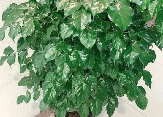 种植土壤|绿宝配土方法与种植土壤