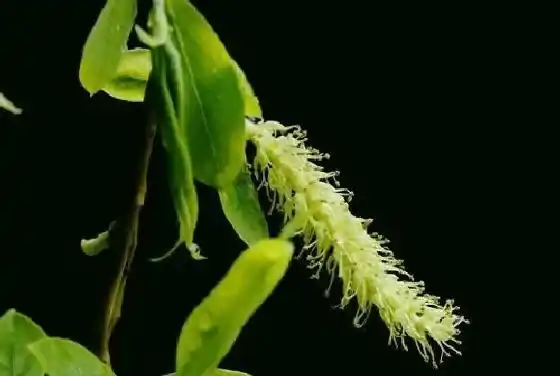 植物百科|柳树开花好不好 开花的风水寓意