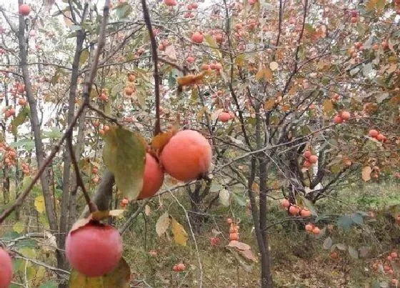 植物排行|柿子哪个品种好