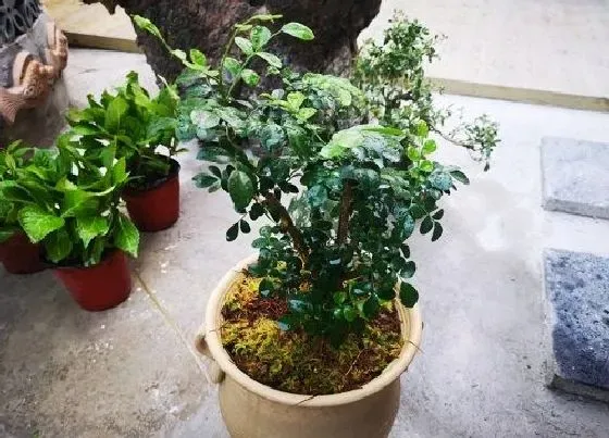 植物育苗|九里香怎么缓苗