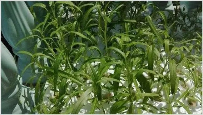 空心菜水培方法好吗？ | 种植资料