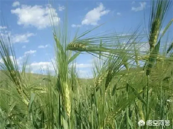 种植管理|青稞的栽培技术与田间管理条件，科学栽培青稞技术过程）