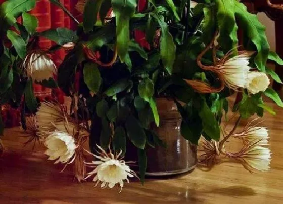 植物百科|昙花对人身体有害吗