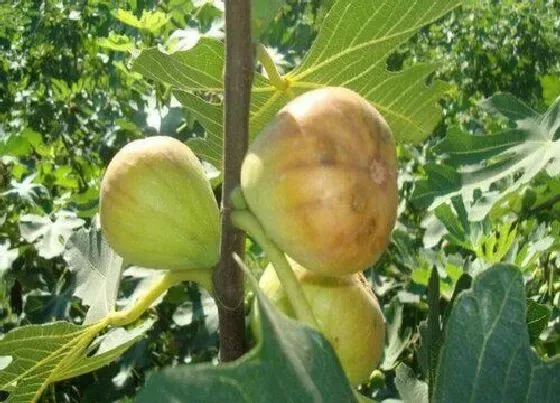 植物虫害|无花果树病虫害防治技术 病虫害预防方法