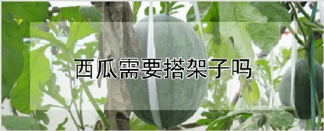 西瓜需要搭架子吗 | 农业科普