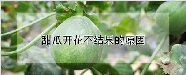 甜瓜开花不结果的原因 | 农业技术