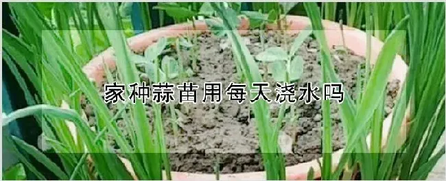 家种蒜苗用每天浇水吗 | 自然知识