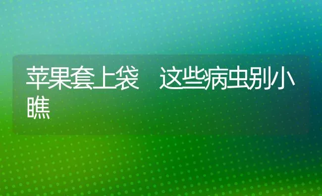 苹果套上袋 这些病虫别小瞧 | 瓜果种植