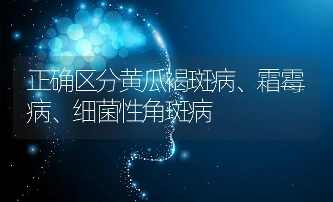 正确区分黄瓜褐斑病、霜霉病、细菌性角斑病 | 蔬菜种植