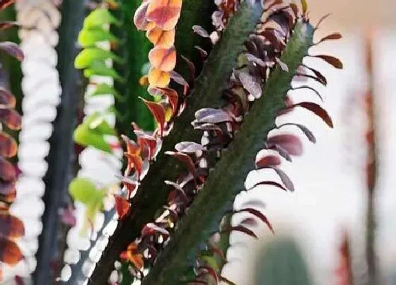 植物排行|大型多肉植物有哪些