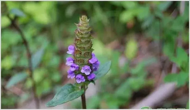 夏枯草人工种植注意点 | 自然知识