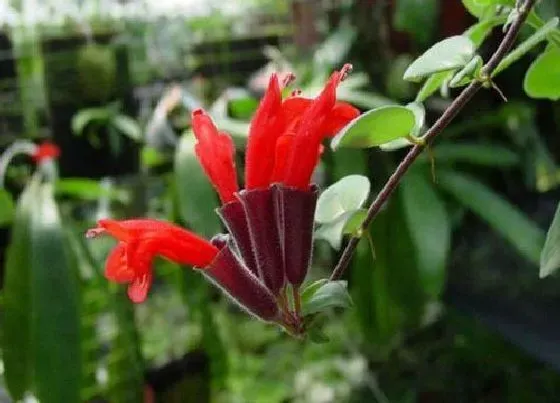开花时间|口红花什么时候开花 一年开几次花