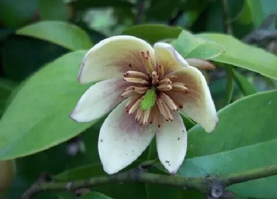 开花时间|含笑花什么季节开花 花期时什么时候