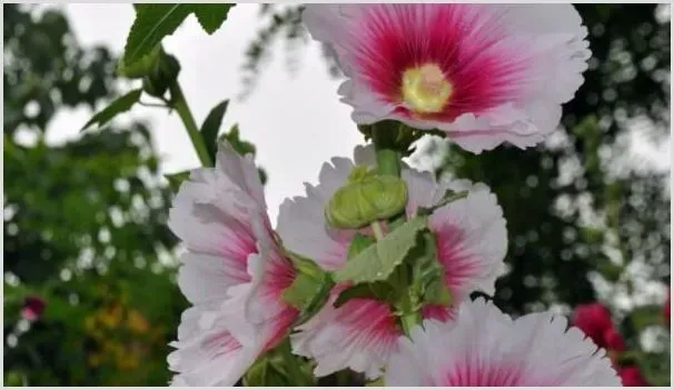 蜀葵盆栽的种植方法 | 农业科普